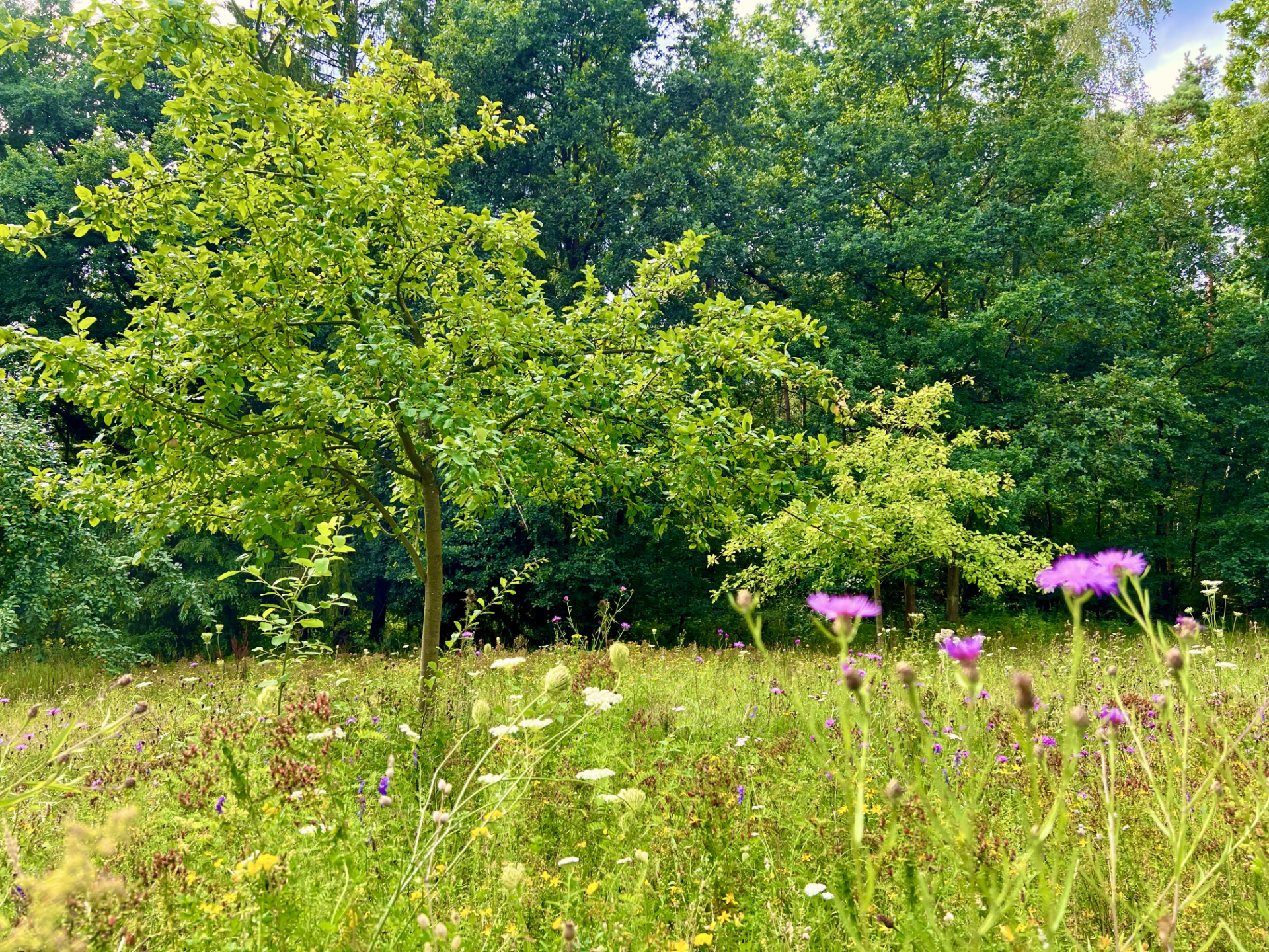 Führung: Schoolsolt-Wald und Streuobst-Wiese in Holm-Seppensen